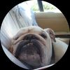 pugbully